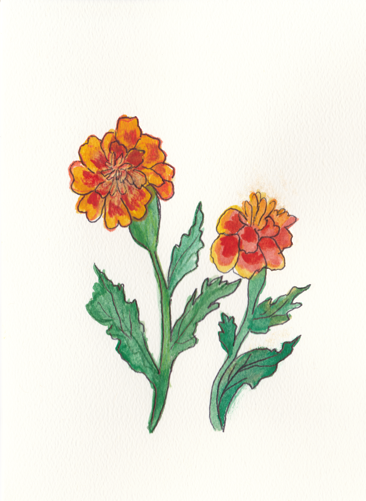 1168x1600 Paintersgarden Picking, Drawing And Painting Flowers