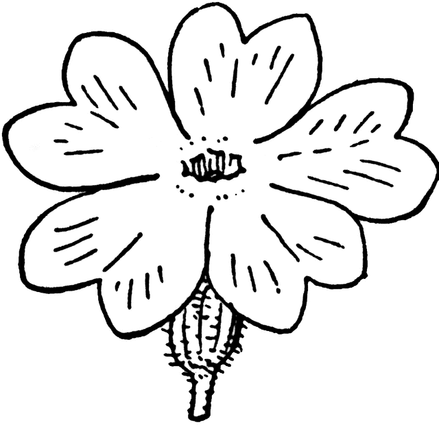 640x623 Primrose Clipart Etc