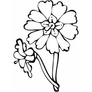 300x300 Primrose Coloring Page