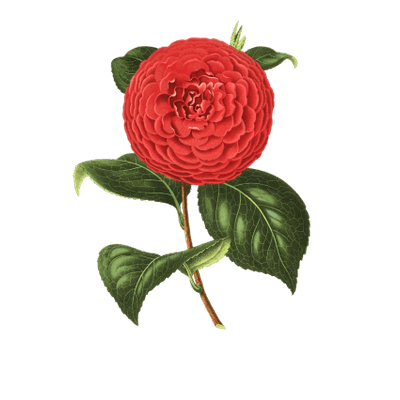 400x400 Primrose Drawing Transparent Png