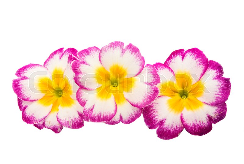 800x536 Primrose Flower Isolated On White Stock Image Colourbox
