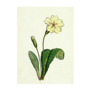 300x300 Primula Vulgaris Common Primrose Drawing