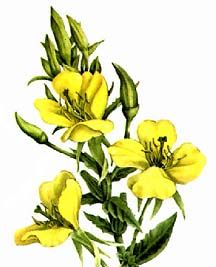 216x267 Collection Of Free Divested Clipart Evening Primrose Download