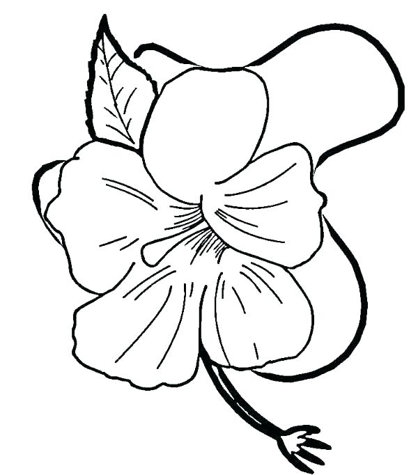 600x682 How To Draw A Hibiscus Flower Tutorial How To Make A Hibiscus