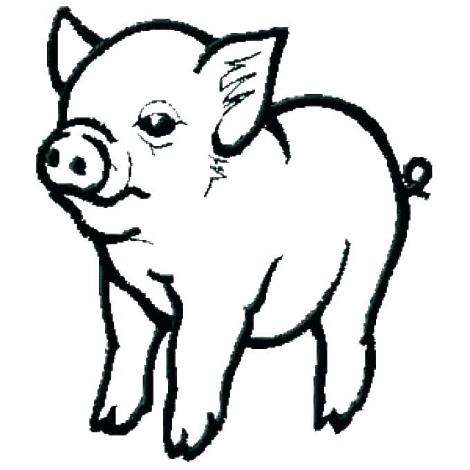 680x680 Pig Printable Fresh Coloring Pages Pigs Pig Of A Printable Guinea