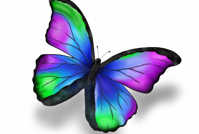 799x540 Procreate Practice Drawing Butterflies In Procreate Dk Ryland
