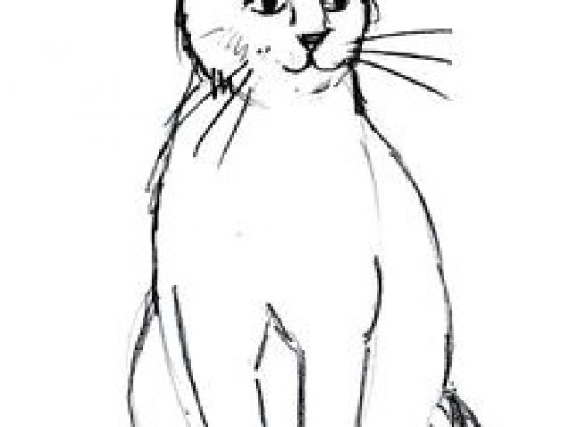640x480 Drawing A Cat Profile Best Drawing Cats Images In Draw