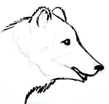 366x350 How To Draw A Head And Face Of A Bear