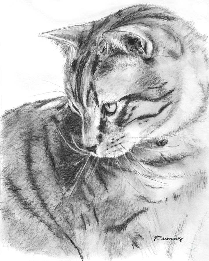 720x900 Huge Collection Of 'cat Profile Drawing' Download More Than