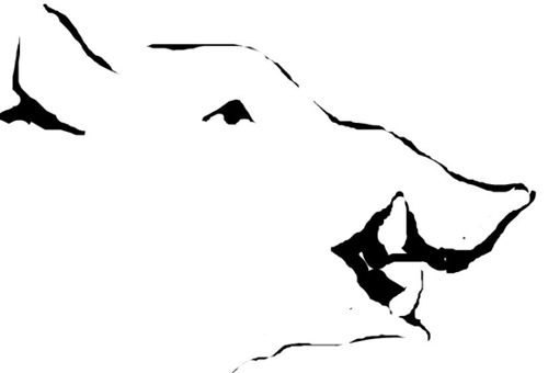 500x340 Boar Head Drawing