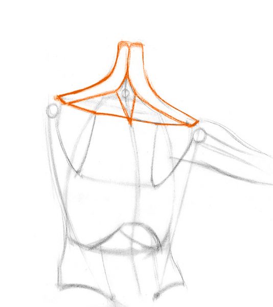 534x600 How To Draw The Shoulder Bones Proko