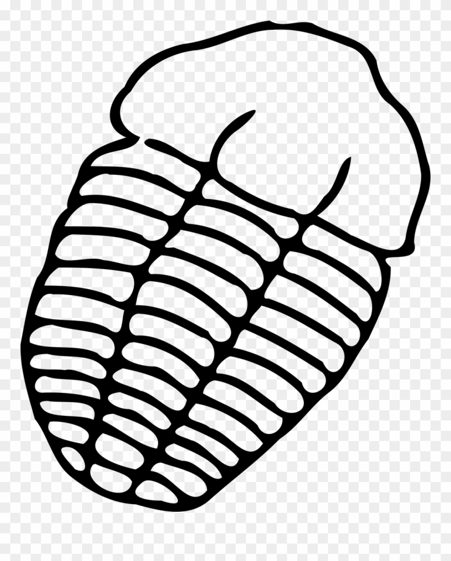 880x1094 Trilobite Fossil Free Vector Graphics