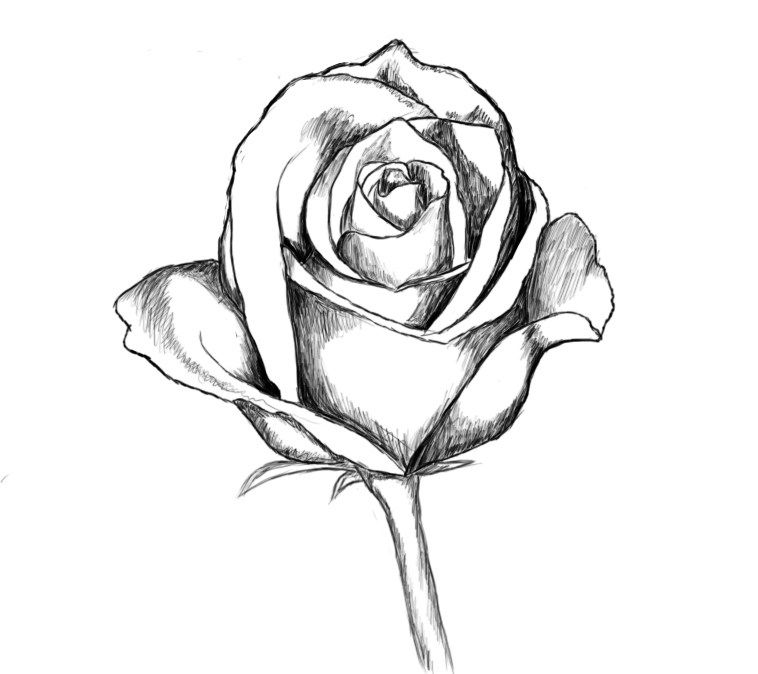 758x674 How To Draw A Rose How To Draw Drawings, Pencil Drawings, Art