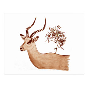 307x307 Antelope Drawing Gifts On Zazzle