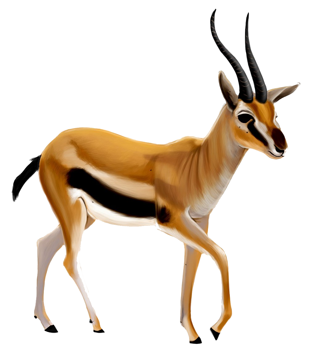 1024x1174 Collection Of Free Antelope Drawing Springbok Download On Ui Ex