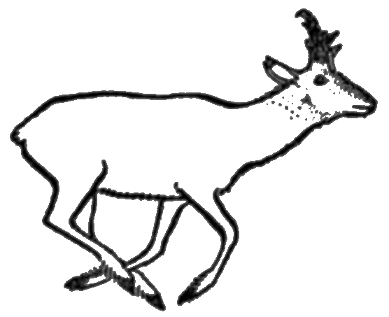 556x453 Filecom Pronghorn Antelope