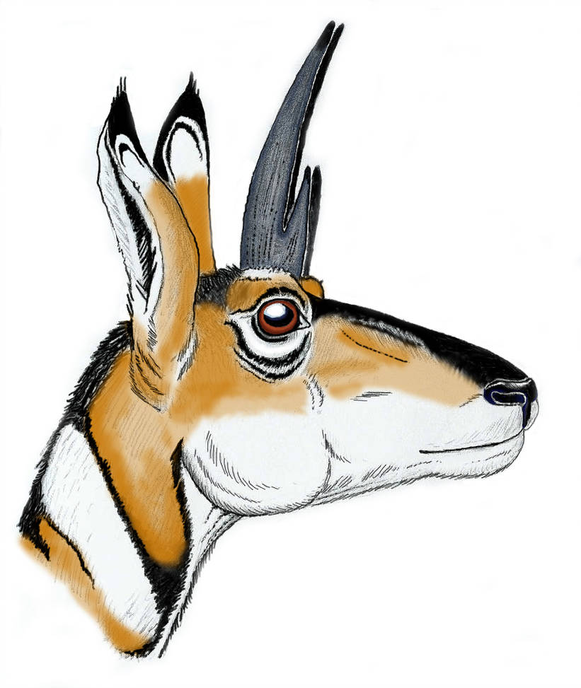 821x973 Pleistocene Drawf Pronghorn
