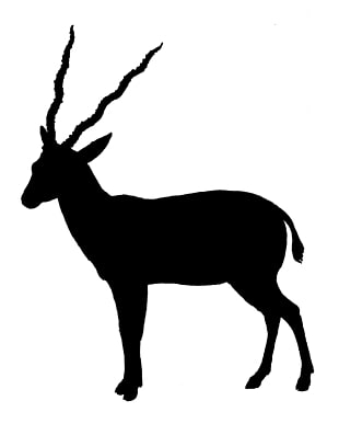 310x397 Pronghorn Antelope Png Cliparts For Free Download Uihere