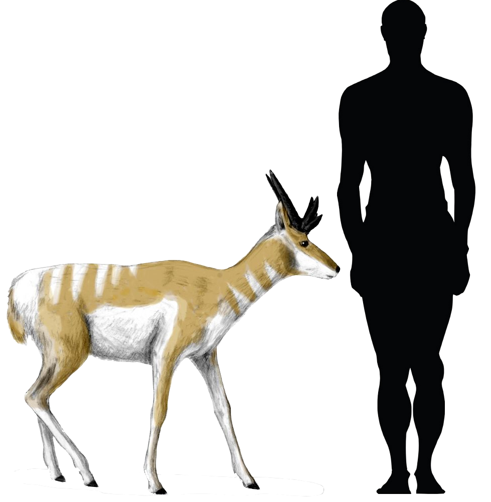 979x1000 Pronghorn Drawing Prehistoric Frames Illustrations Hd Images
