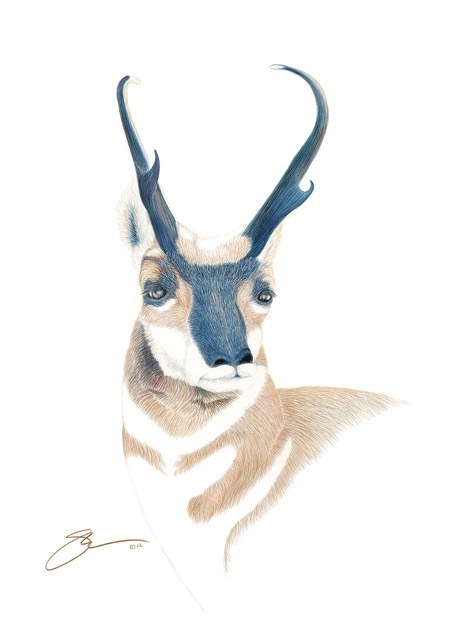 470x640 The Pronghorn Antelope