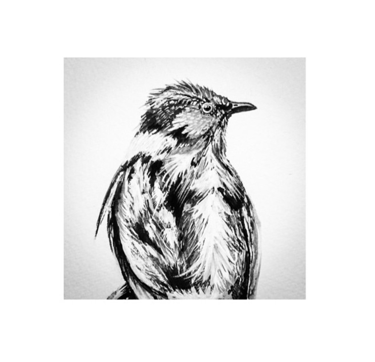 1226x1182 final project proposal birding nathier