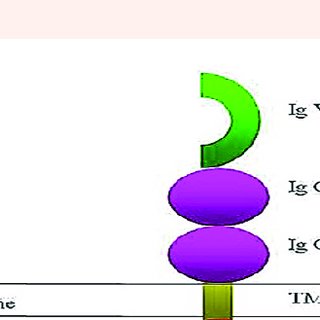 320x320 Rage Protein Structure And Organization Schematic Drawing