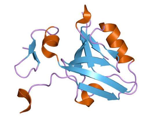 550x413 rosetta stone' protein offers new mechanism of allostery