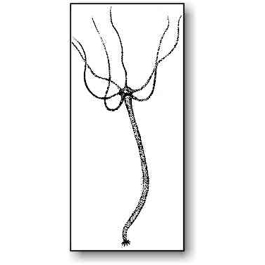 376x376 hydra microbus microscope educational website