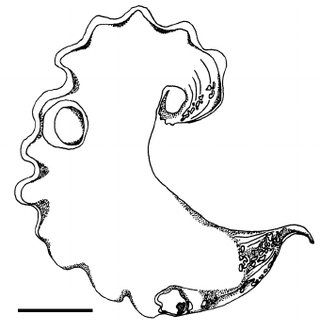 320x320 Line Drawing Of Trypanosoma Haploblephari Sp Nov From The Type