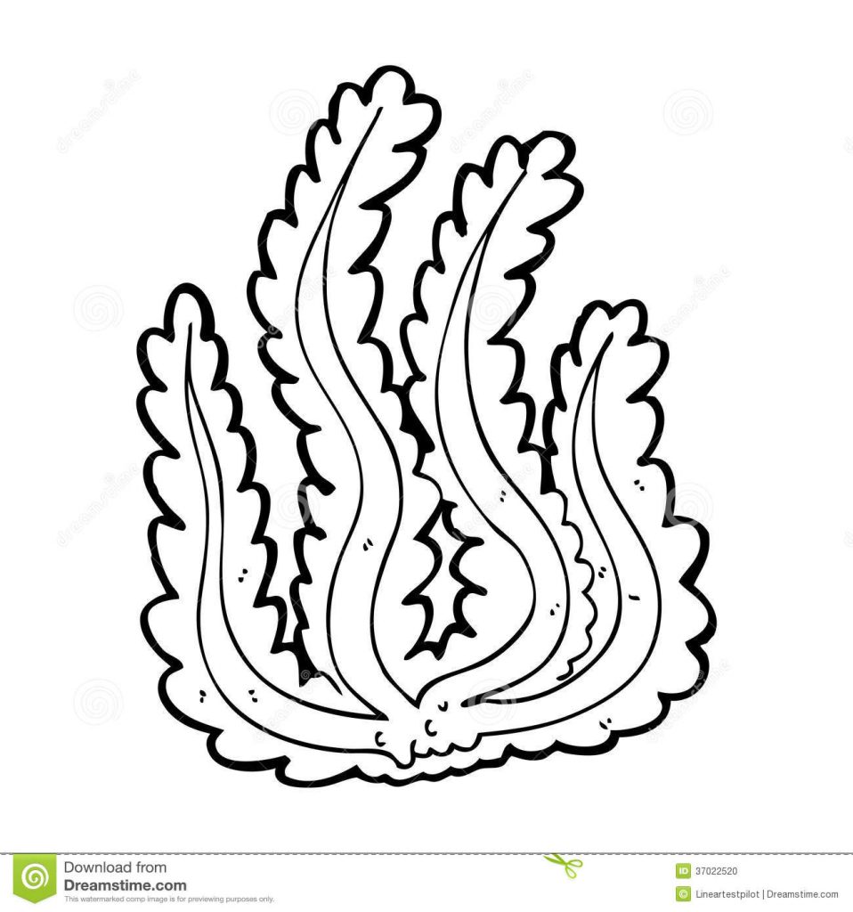 958x1024 Algae Drawing Free Download