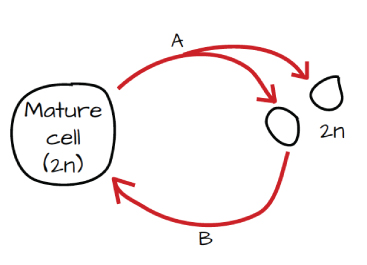 367x265 solved part d interpret this protist life cycle drag tr