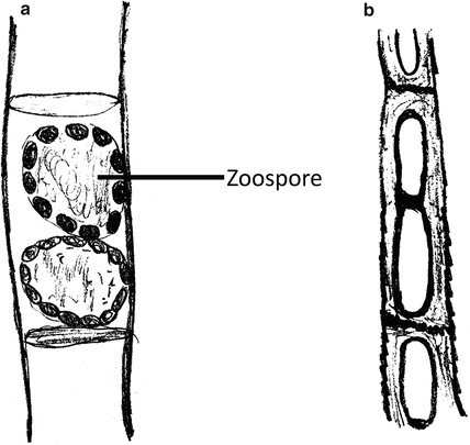 428x405 xanthophyceae, euglenophyceae and dinophyceae springerlink