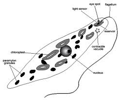 245x205 is a euglenoid a protist