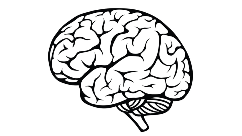 800x450 an algal parasite contains functional mitochondria without dna