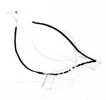 372x350 How To Draw A Partridge