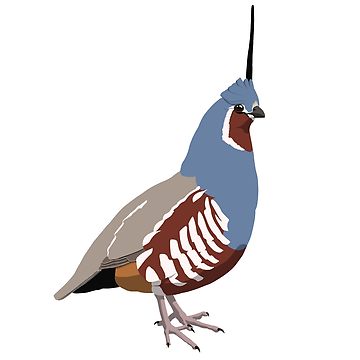 360x360 Mountain Quail Sticker