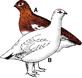 286x273 Ptarmigan Definition Of Ptarmigan