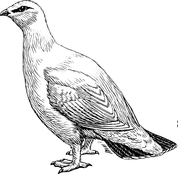 600x585 Ptarmigan Clip Art