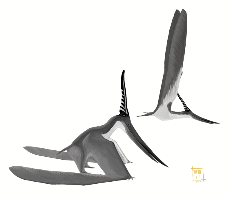 800x680 matt martyniuk pteranodon longiceps