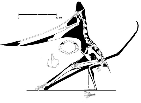588x429 pteranodon the pterosaur heresies
