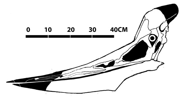 588x331 pteranodon cmc vp