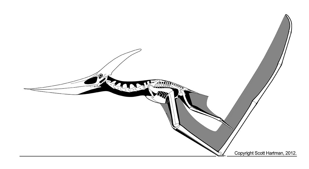 1200x657 pteranodon