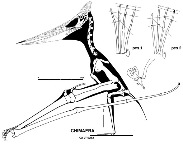 588x468 pteranodon chimaeras and fakes part the pterosaur heresies