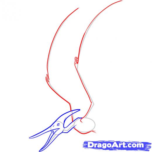520x520 step how to draw a pteranodon