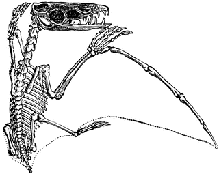320x255 Pterodactyl Clipart Etc
