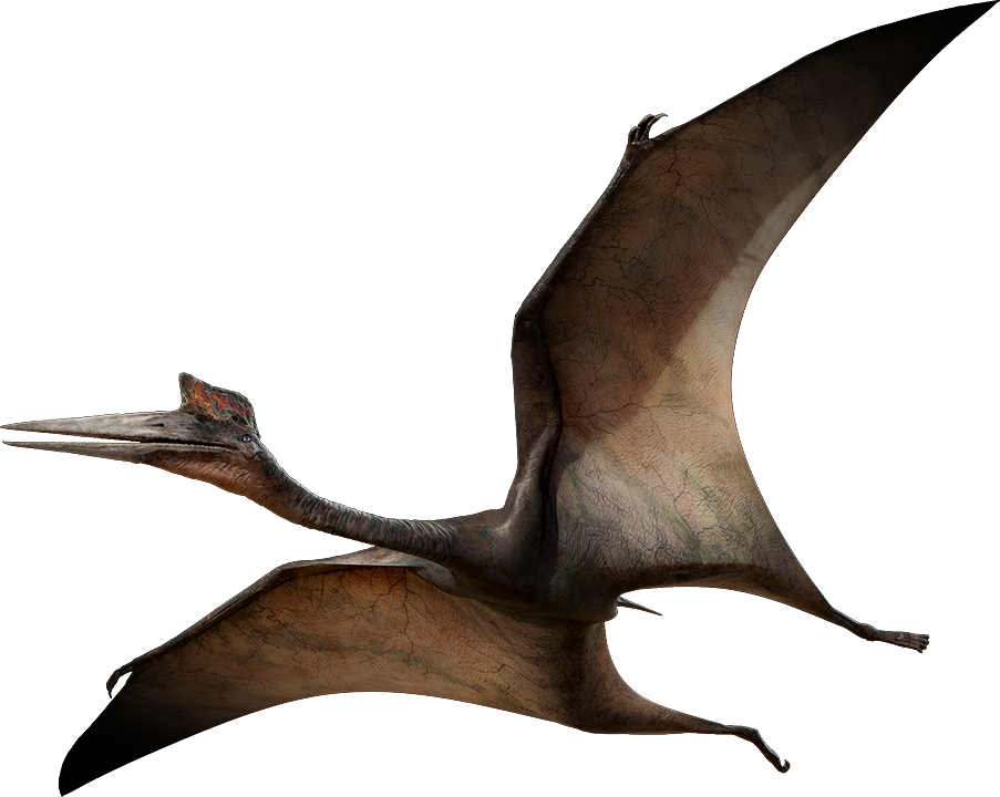 903x720 Pterodactyl Drawing Transparent Png Clipart Free Download