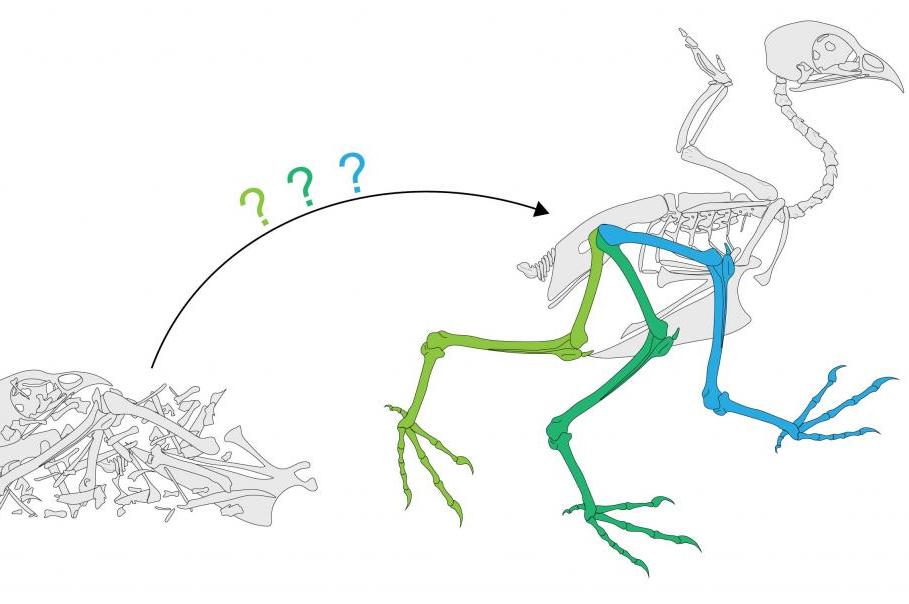 909x604 Pterodactyls Didn't Fly Like Bats, New Research Shows