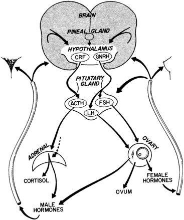 367x439 puberty and its disorders in the female oncohema key
