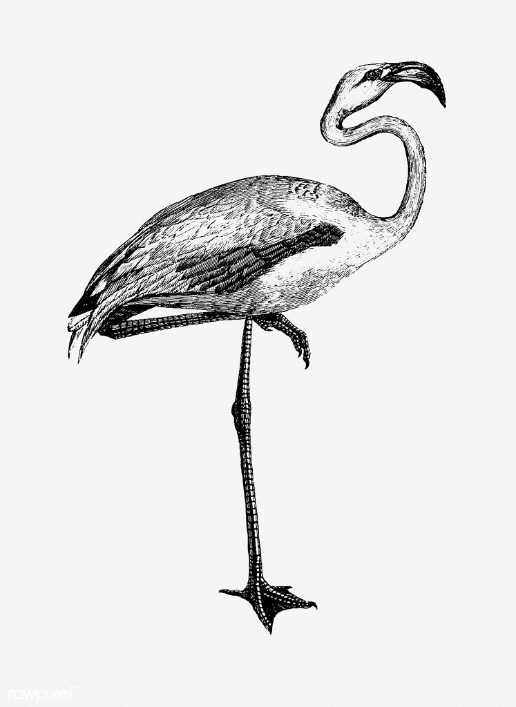 747x1024 Flamingo Shade Drawing Free Download Under Cc Attribution