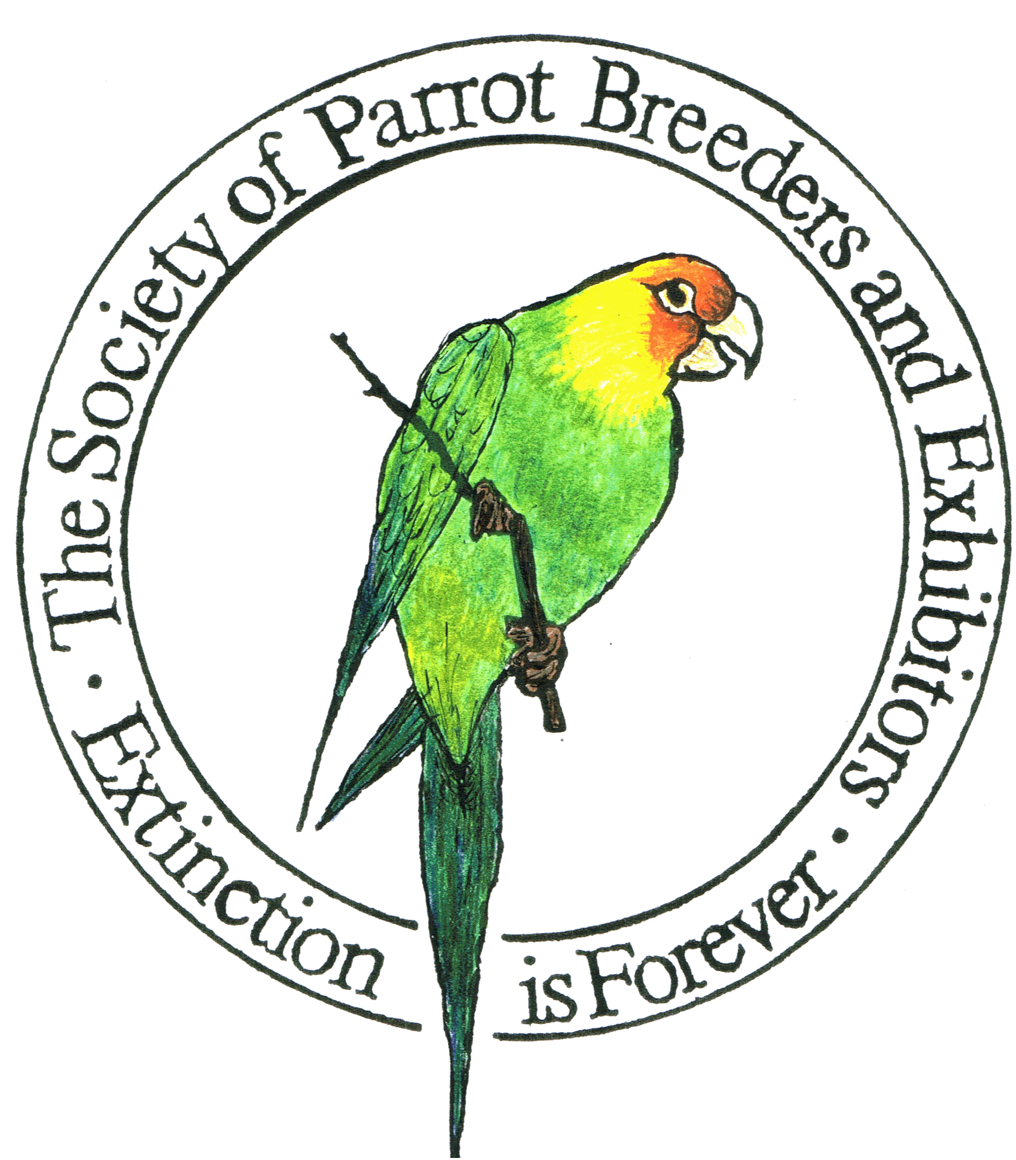 1992x2274 Collection Of Free Parrot Drawing Puerto Rican Download On Ui Ex